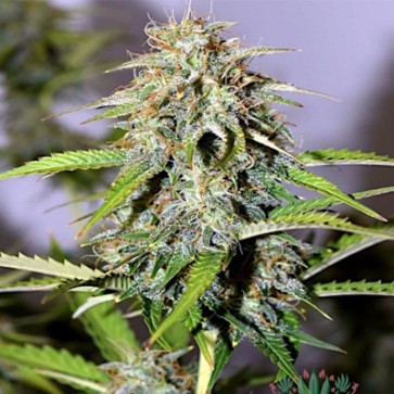 Семена конопли Auto Power Plant Feminised